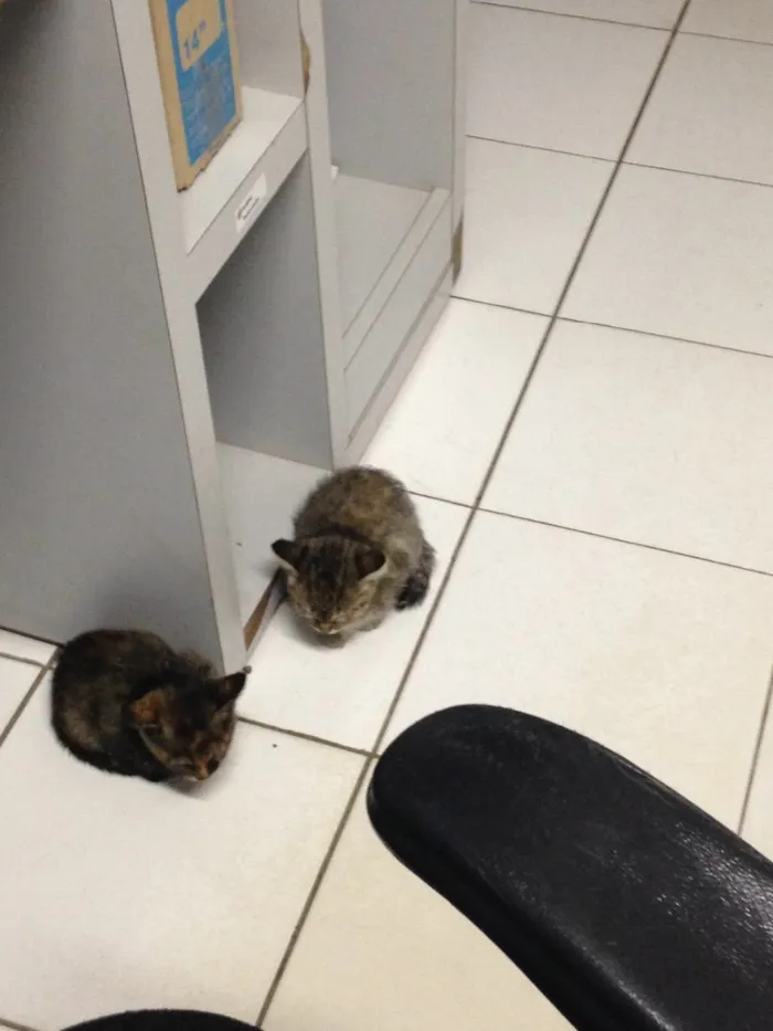Gato ra a  idade Abaixo de 2 meses nome Sem nomes