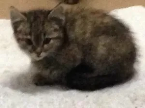 Gato raça  idade Abaixo de 2 meses nome Sem nomes