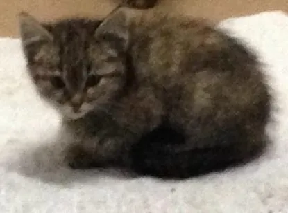 Gato ra a  idade Abaixo de 2 meses nome Sem nomes