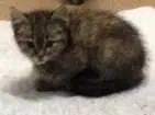 Gato raça  idade Abaixo de 2 meses nome Sem nomes