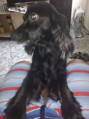 Cachorro raça Cocker Spaniel idade 3 anos nome Pretinha