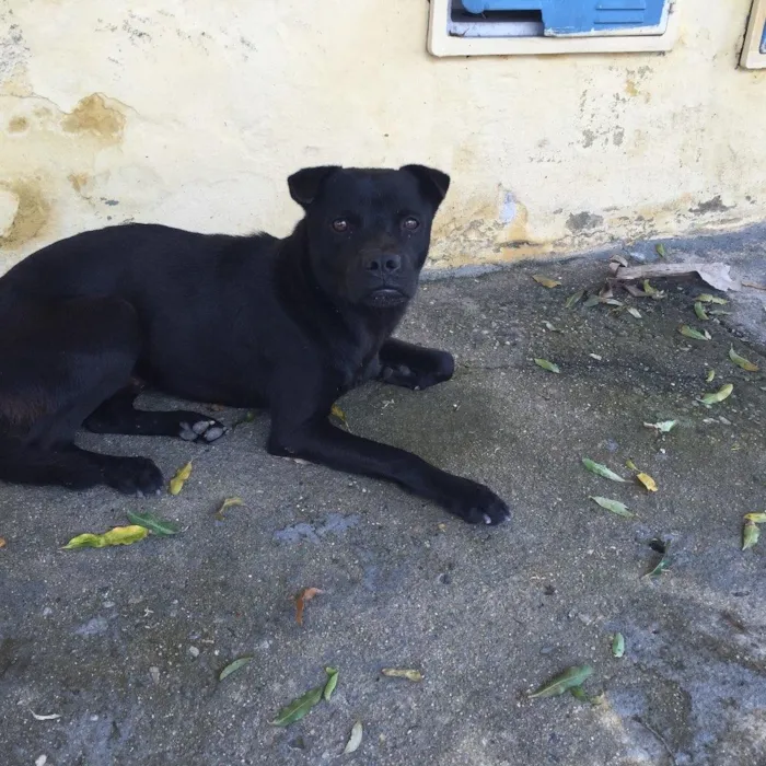 Cachorro ra a Vira lada  idade 7 a 11 meses nome Sem nome 