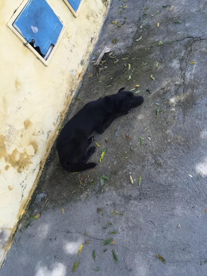 Cachorro ra a Vira lada  idade 7 a 11 meses nome Sem nome 