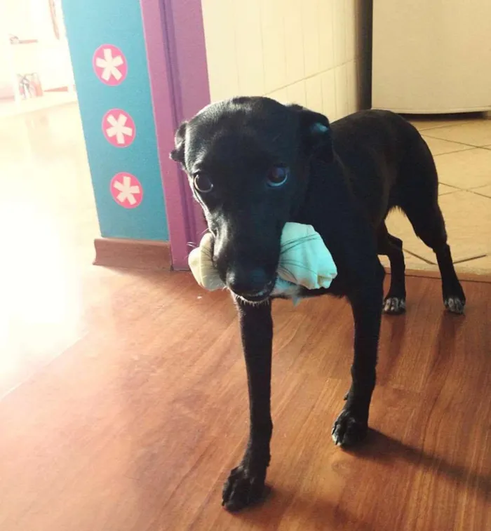 Cachorro ra a Vira Lata idade 1 ano nome Brisa