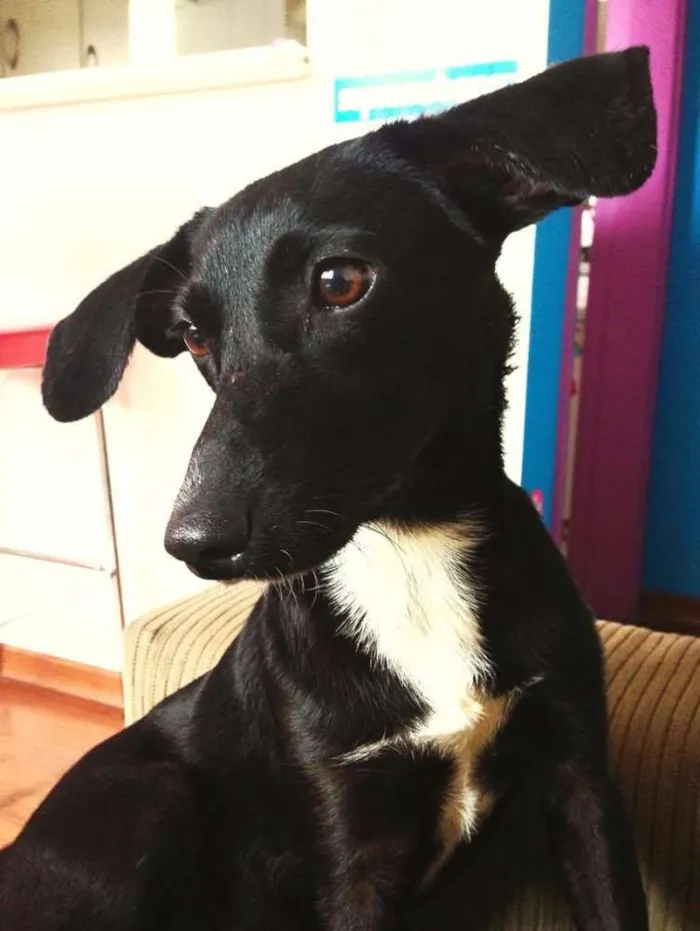 Cachorro ra a Vira Lata idade 1 ano nome Brisa