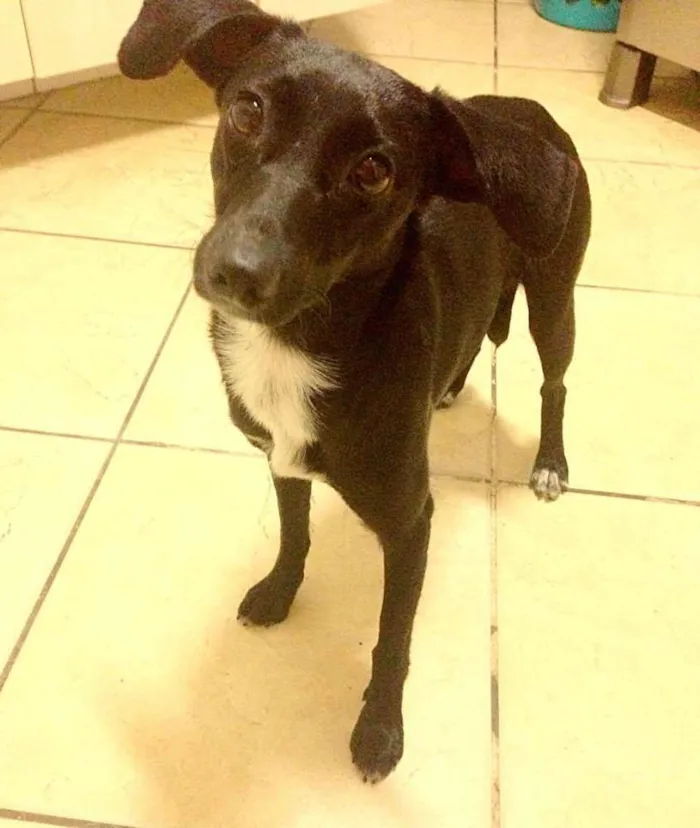 Cachorro ra a Vira Lata idade 1 ano nome Brisa