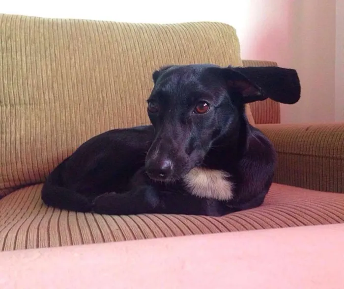 Cachorro ra a Vira Lata idade 1 ano nome Brisa