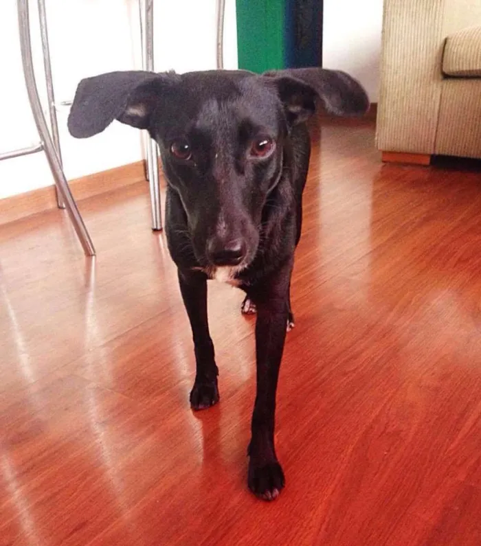 Cachorro ra a Vira Lata idade 1 ano nome Brisa
