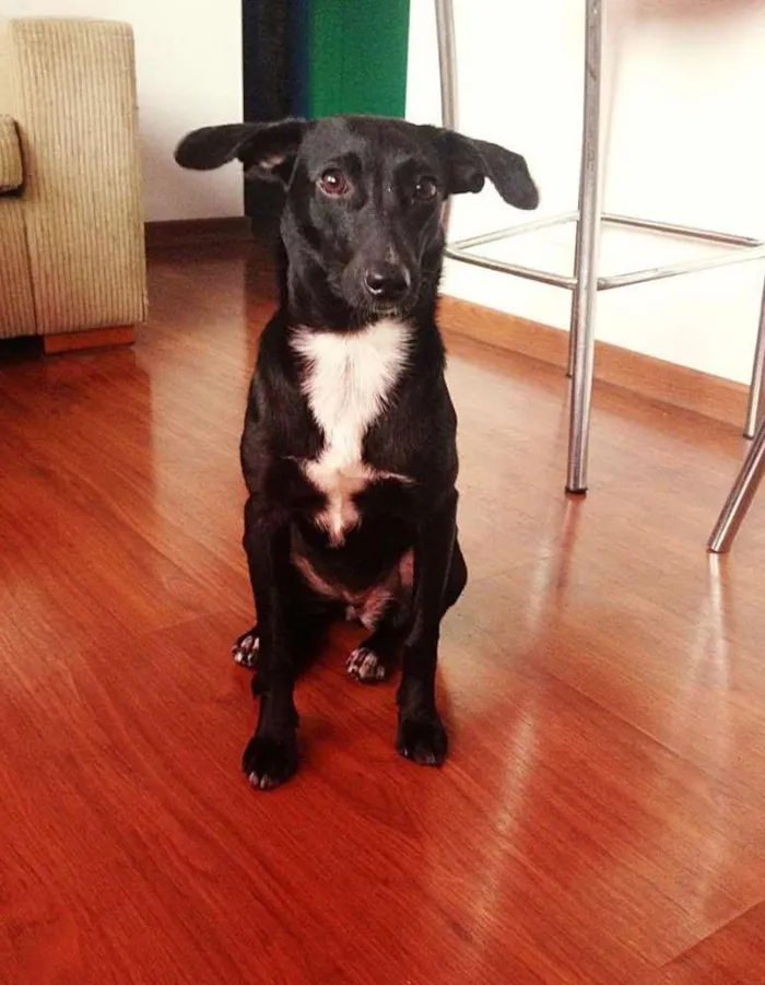 Cachorro ra a Vira Lata idade 1 ano nome Brisa