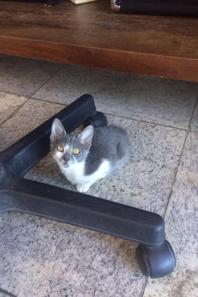 Gato ra a  idade 2 a 6 meses nome Brisa