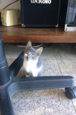 Gato raça  idade 2 a 6 meses nome Brisa
