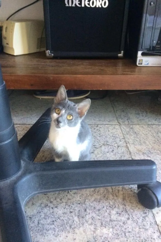 Gato ra a  idade 2 a 6 meses nome Brisa