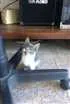Gato raça  idade 2 a 6 meses nome Brisa