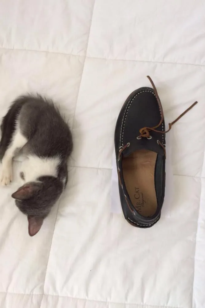 Gato ra a  idade 2 a 6 meses nome Brisa