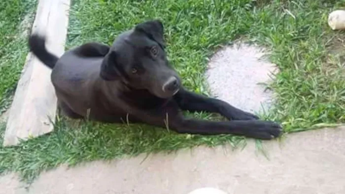 Cachorro ra a Labrador misturado com Rask idade 2 anos nome King