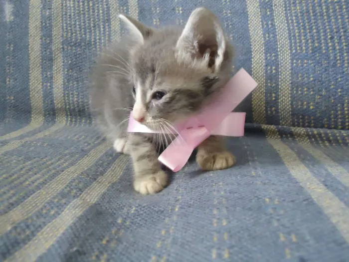 Gato ra a misturada idade Abaixo de 2 meses nome MIMOSA