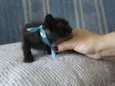 BAMBINO