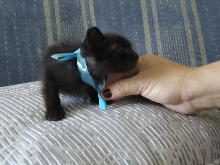 Gato ra a MISTURADA idade Abaixo de 2 meses nome BAMBINO