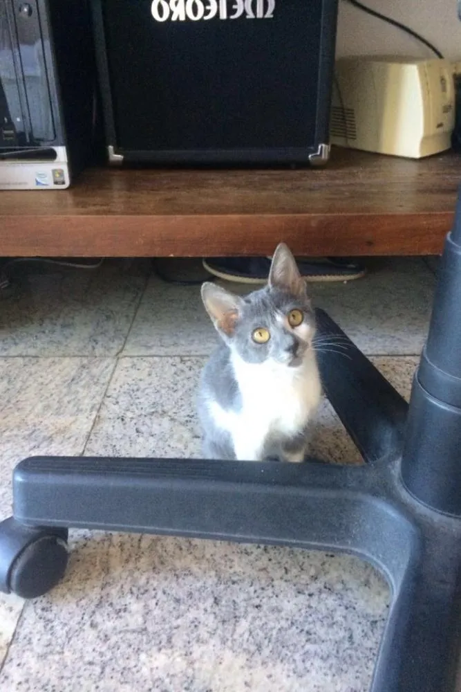 Gato ra a  idade 2 a 6 meses nome Brisa