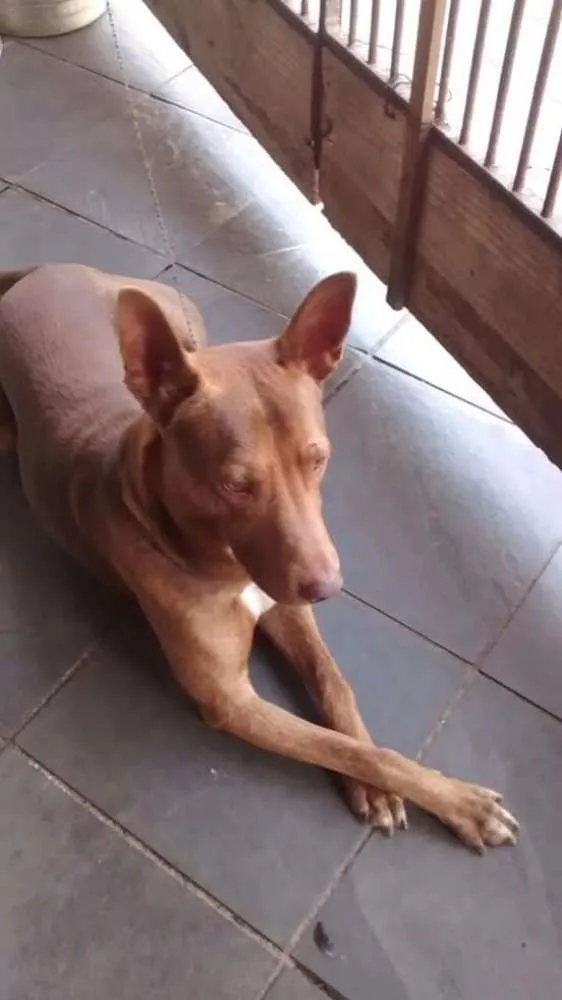 Cachorro ra a Pitibul com pastor alemão idade 5 anos nome Tom