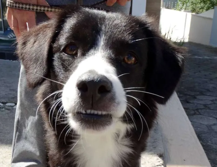 Cachorro ra a SRD idade 1 ano nome Lady