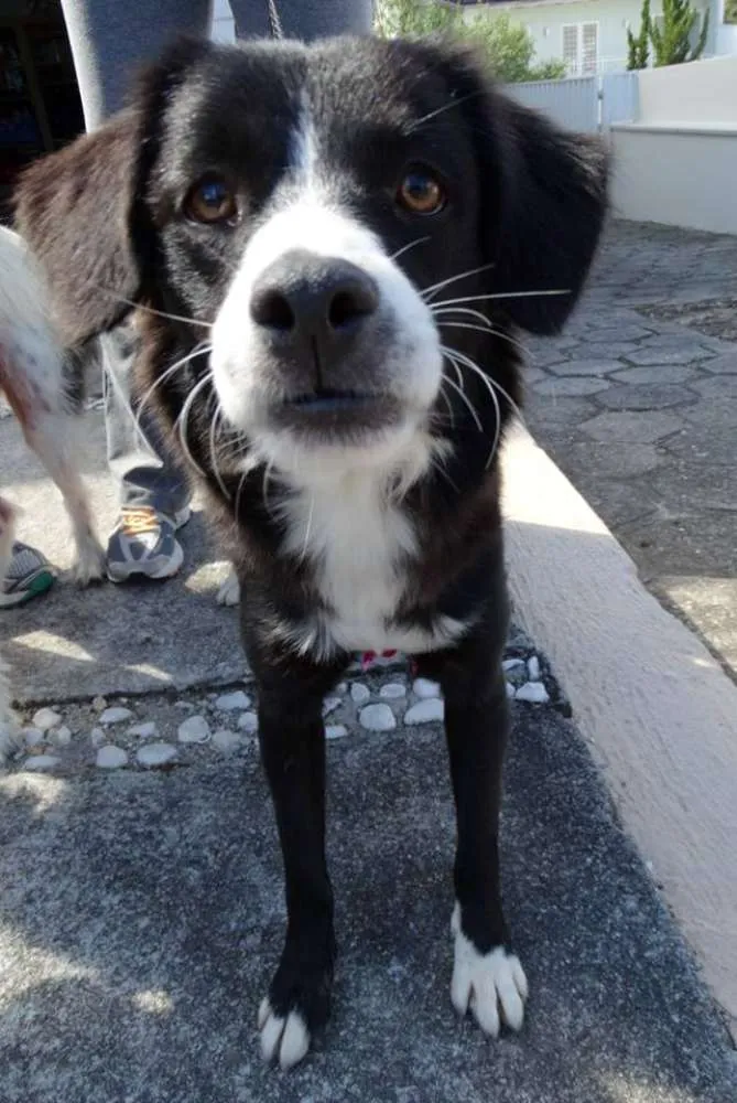 Cachorro ra a SRD idade 1 ano nome Lady
