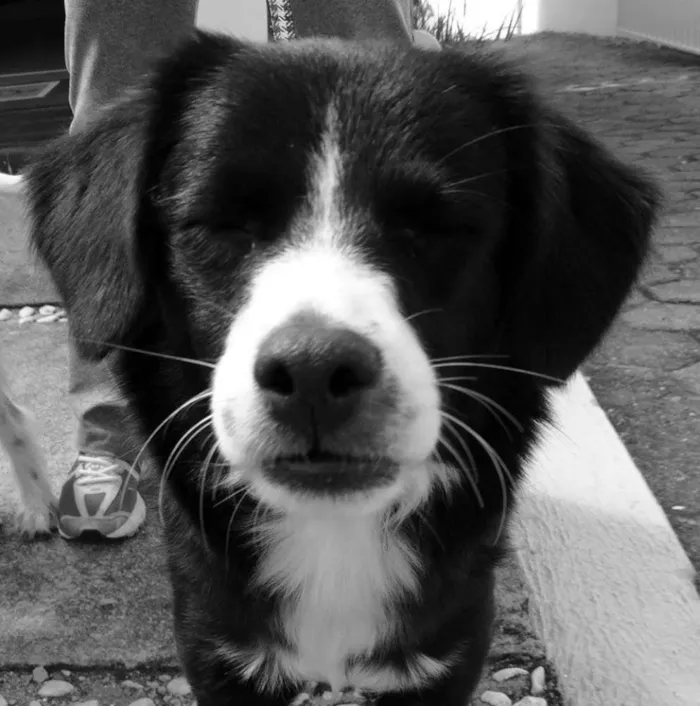 Cachorro ra a SRD idade 1 ano nome Lady