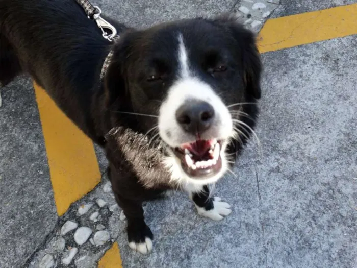 Cachorro ra a SRD idade 1 ano nome Lady