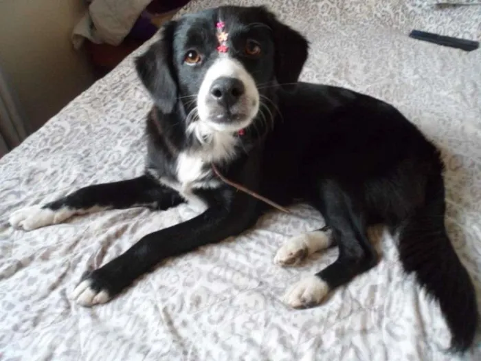 Cachorro ra a SRD idade 1 ano nome Lady