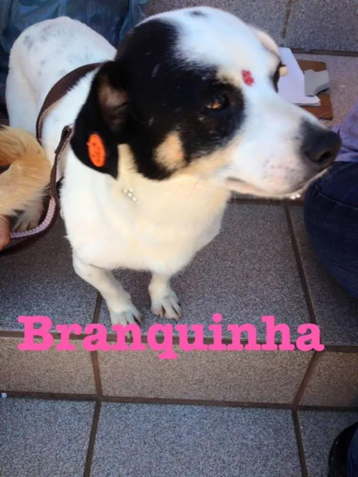 Cachorro ra a SRD idade 2 anos nome Branquinha