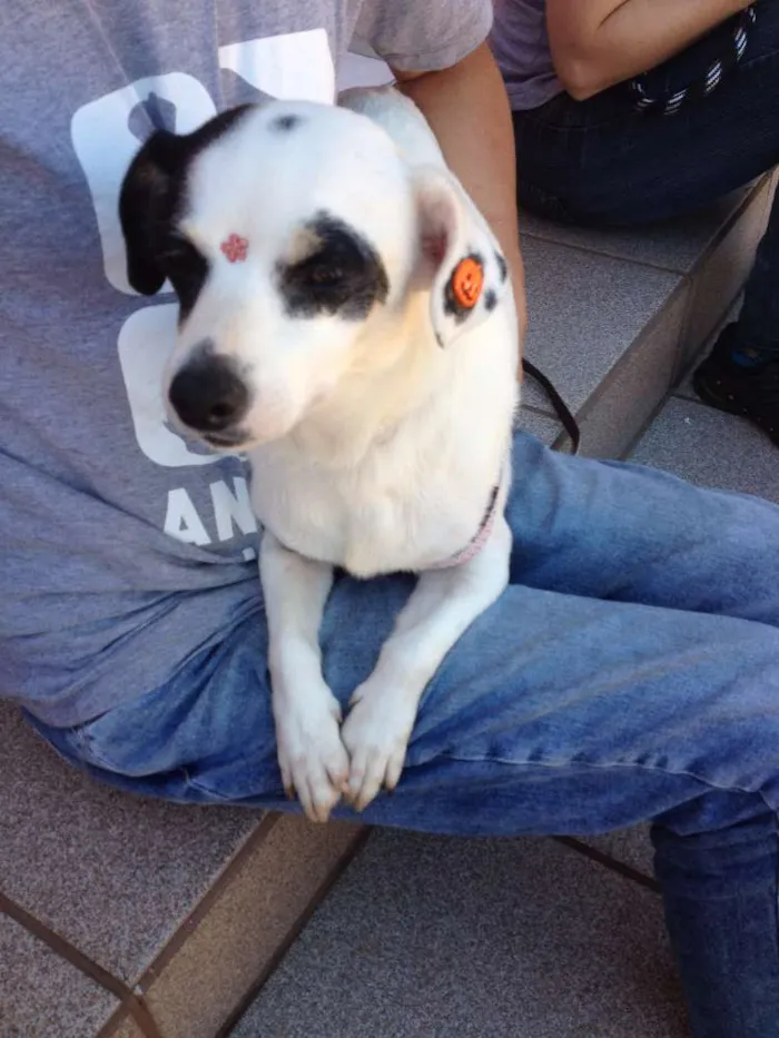 Cachorro ra a SRD idade 2 anos nome Branquinha