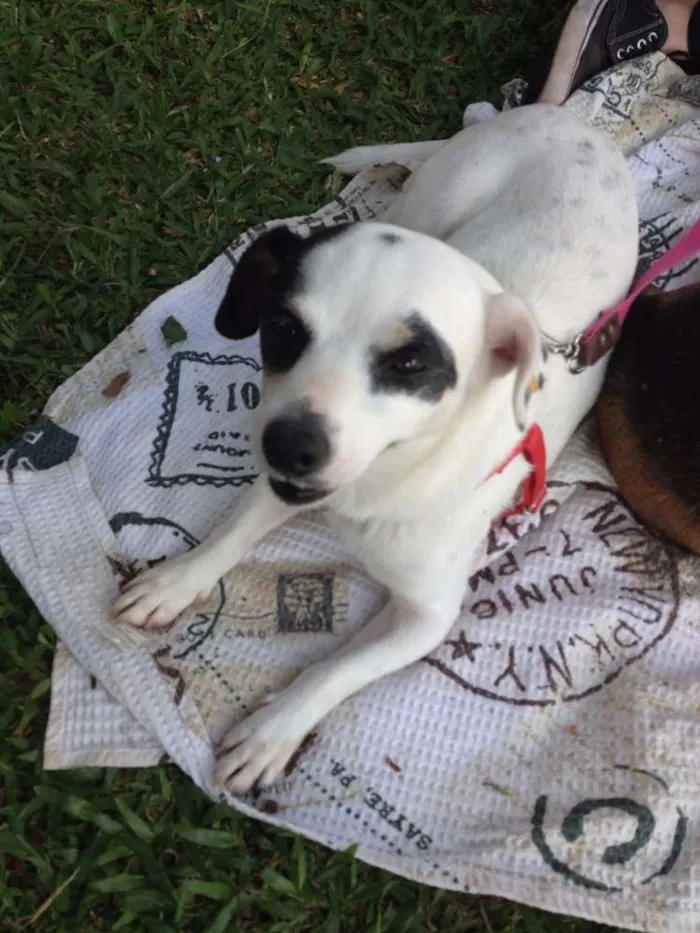 Cachorro ra a SRD idade 2 anos nome Branquinha
