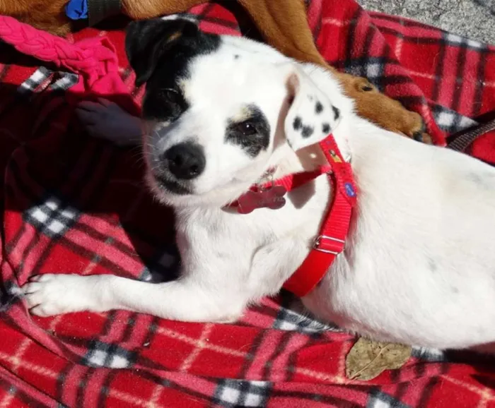 Cachorro ra a SRD idade 2 anos nome Branquinha