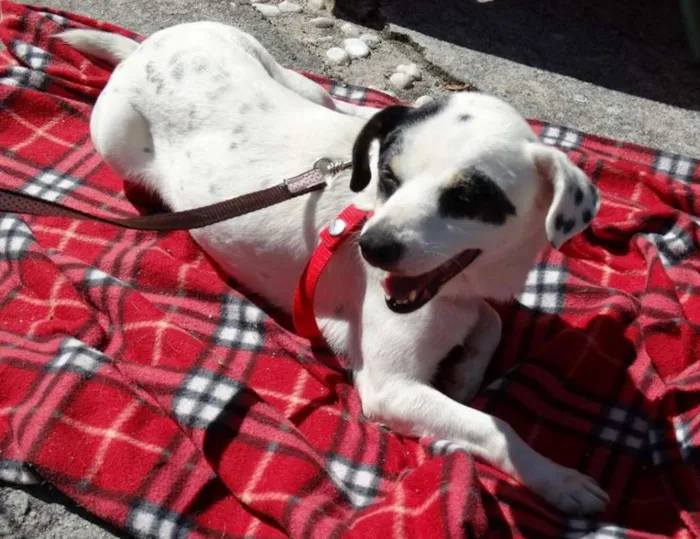 Cachorro ra a SRD idade 2 anos nome Branquinha