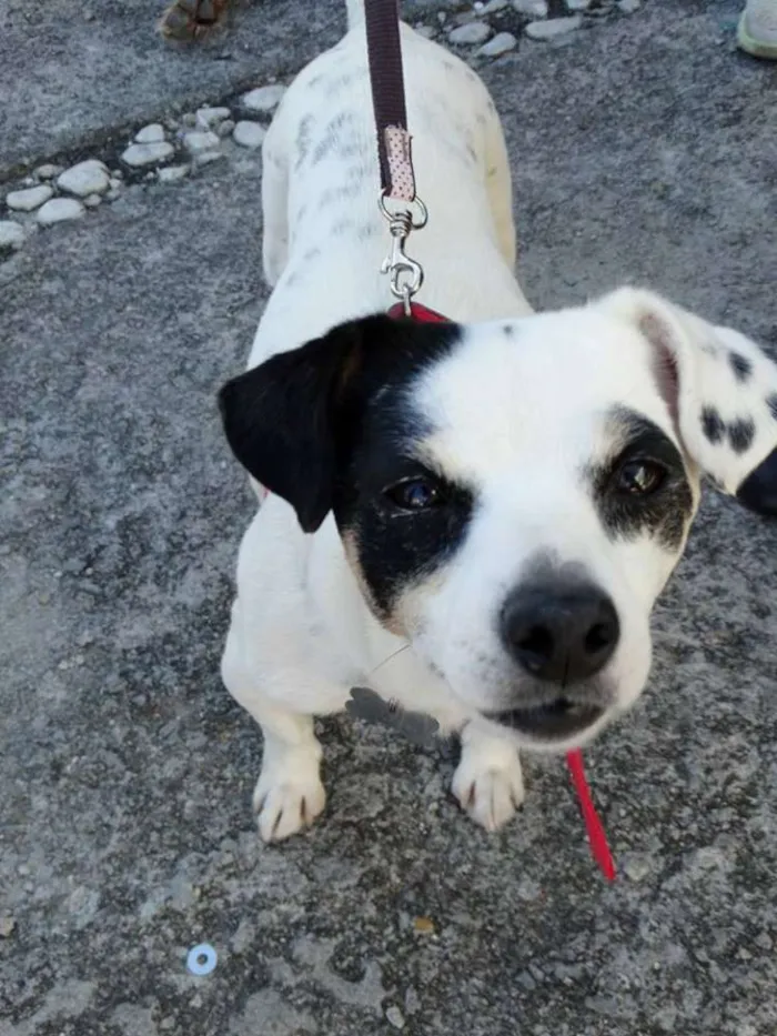Cachorro ra a SRD idade 2 anos nome Branquinha
