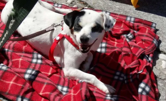 Cachorro ra a SRD idade 2 anos nome Branquinha