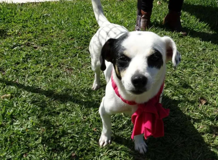 Cachorro ra a SRD idade 2 anos nome Branquinha