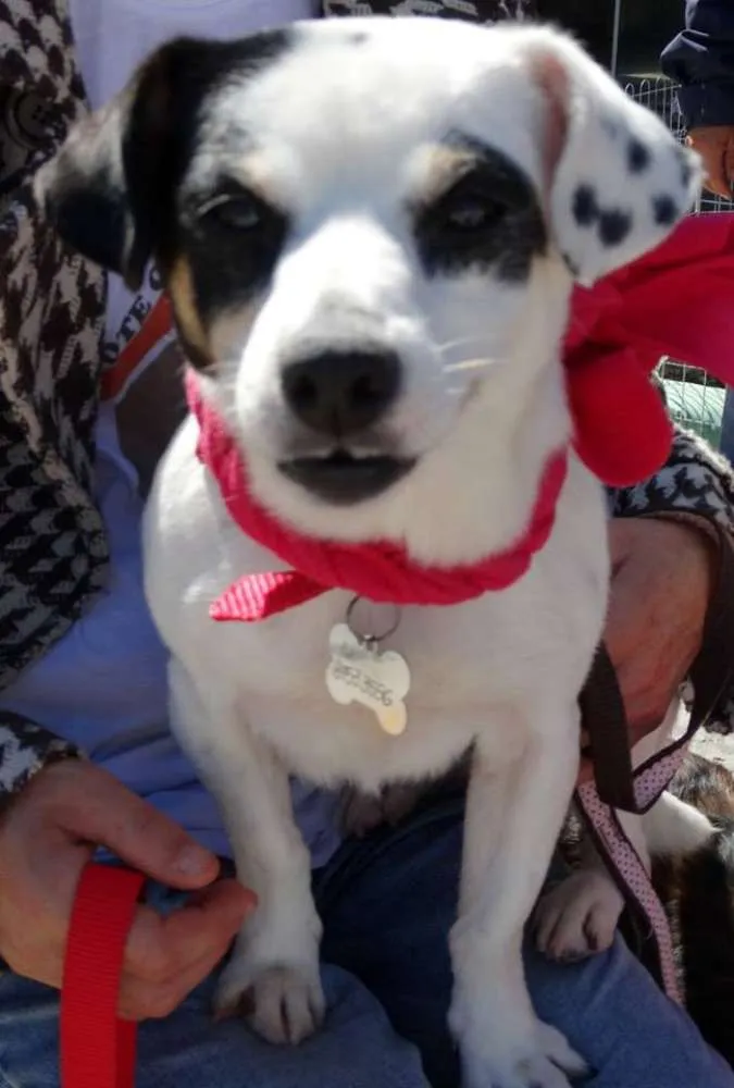 Cachorro ra a SRD idade 2 anos nome Branquinha