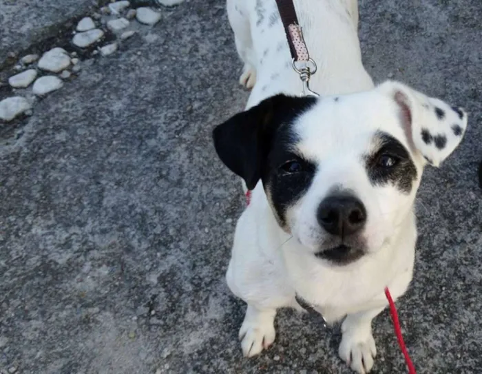 Cachorro ra a SRD idade 2 anos nome Branquinha
