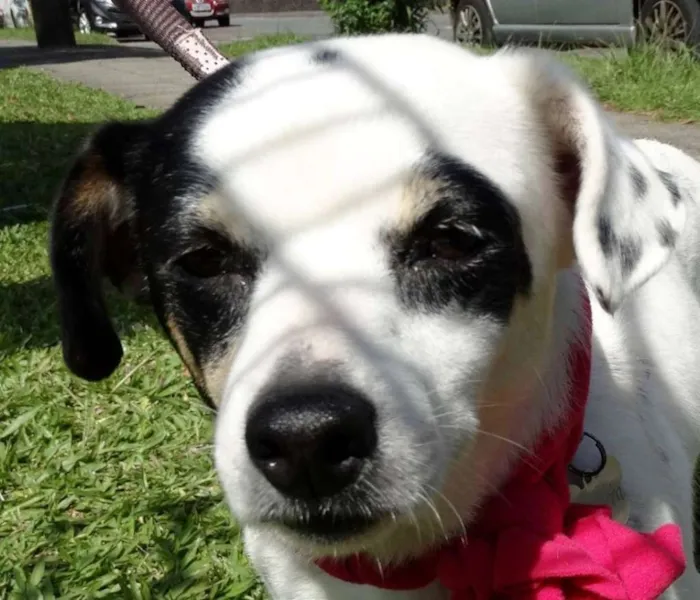 Cachorro ra a SRD idade 2 anos nome Branquinha