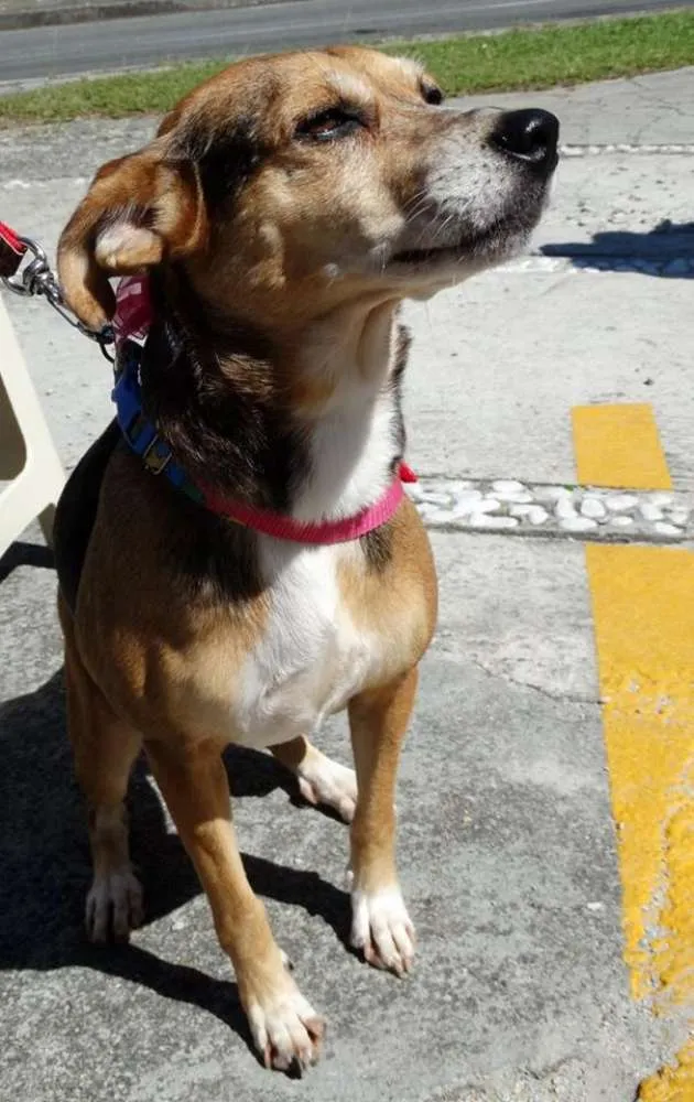 Cachorro ra a SRD idade  nome Cristina