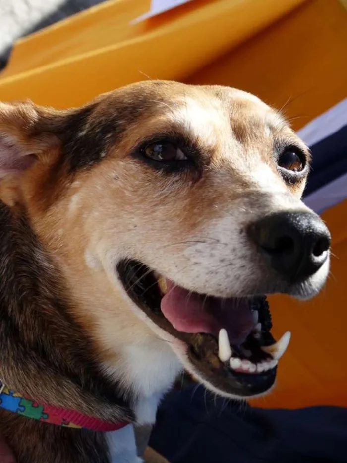 Cachorro ra a SRD idade  nome Cristina
