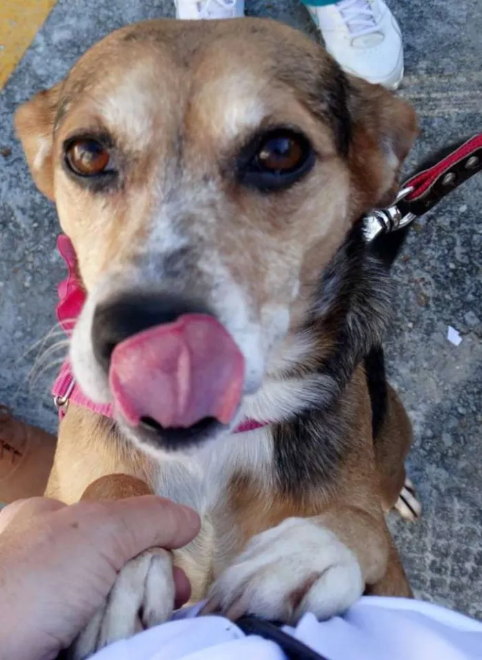 Cachorro ra a SRD idade  nome Cristina