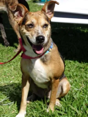 Cachorro raça SRD idade  nome Cristina