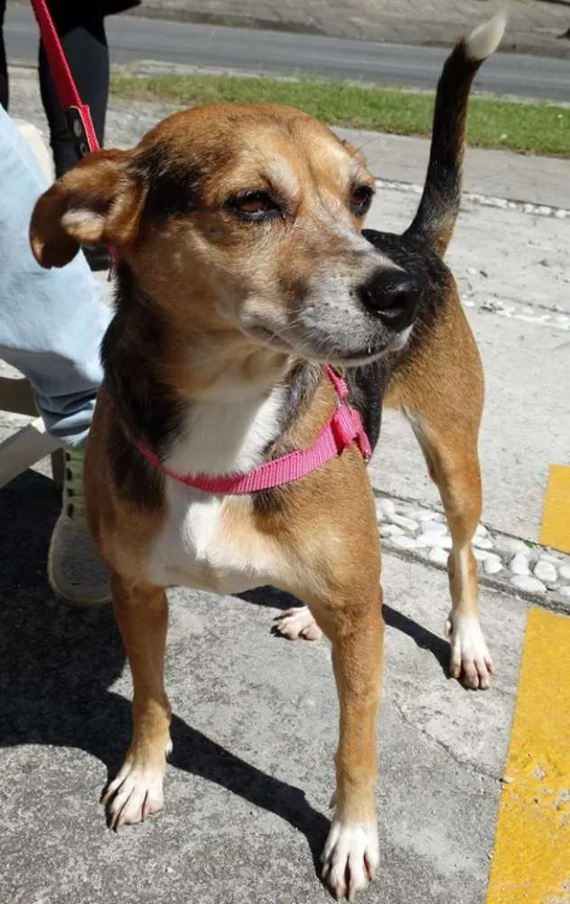 Cachorro ra a SRD idade  nome Cristina