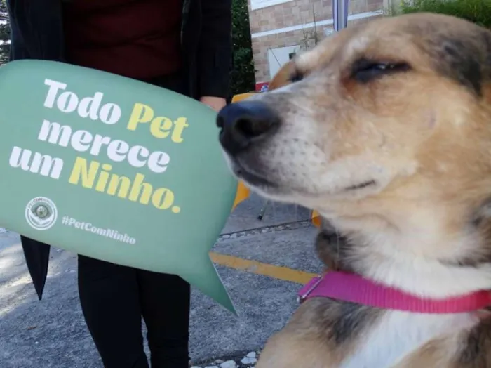 Cachorro ra a SRD idade  nome Cristina