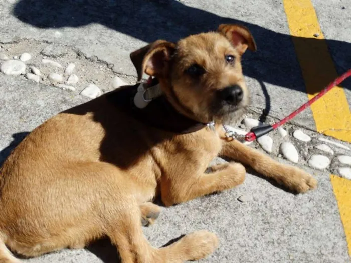 Cachorro ra a SRD idade 2 a 6 meses nome Beliza