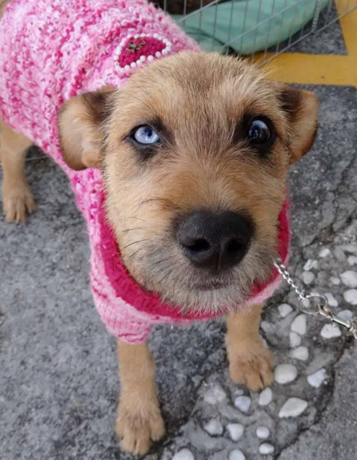 Cachorro ra a SRD idade 2 a 6 meses nome Beliza