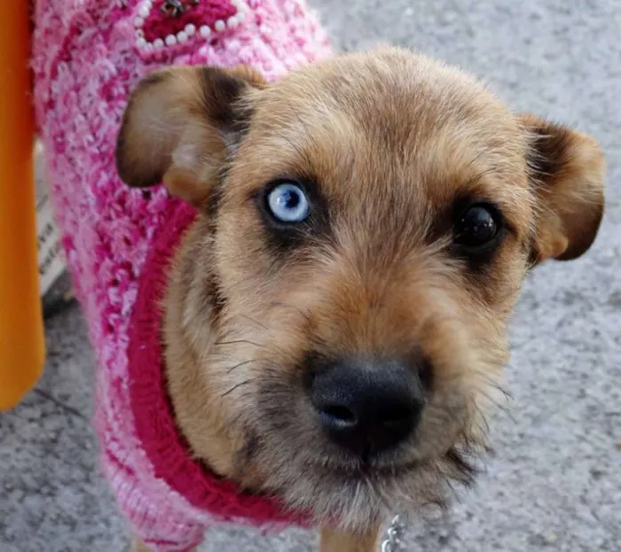 Cachorro ra a SRD idade 2 a 6 meses nome Beliza