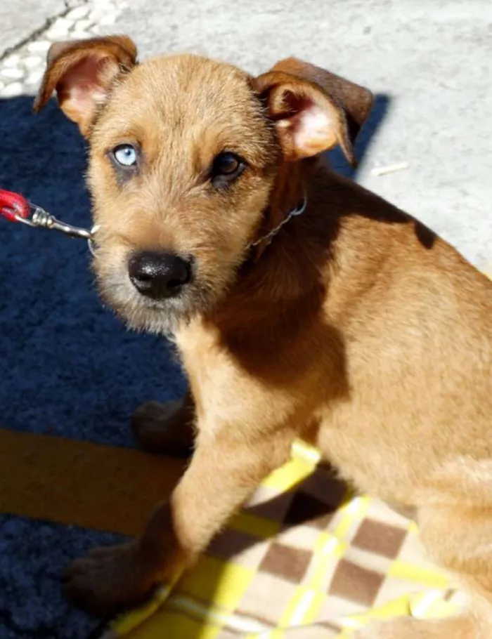 Cachorro ra a SRD idade 2 a 6 meses nome Beliza